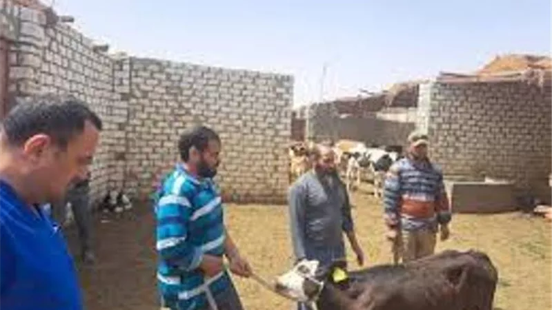 الزراعة: تنظيم قافلة بيطرية مجانية بالوادي الجديد