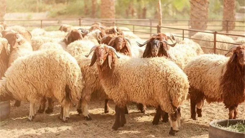انتبه.. ذبح شاة الاضحية فى تلك الحالة يُعد صدقة