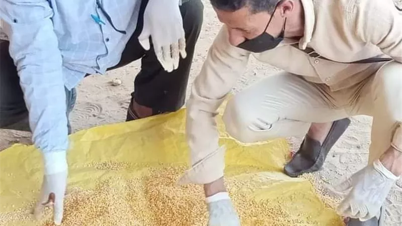 إنطلاق الحملة القومية لمكافحة القوارض بالشرقية
