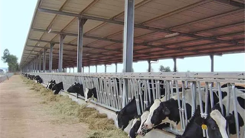 6 حظائرمواشى وهمية بدمنهور صرفت 600 ,3 طن نخالة بدون وجة حق