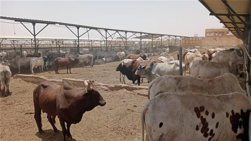استعدادا لعيد الأضحى.. التعاقد علي 20 ألف رأس ماشية لضخها بالمجمعات الاستهلاكية