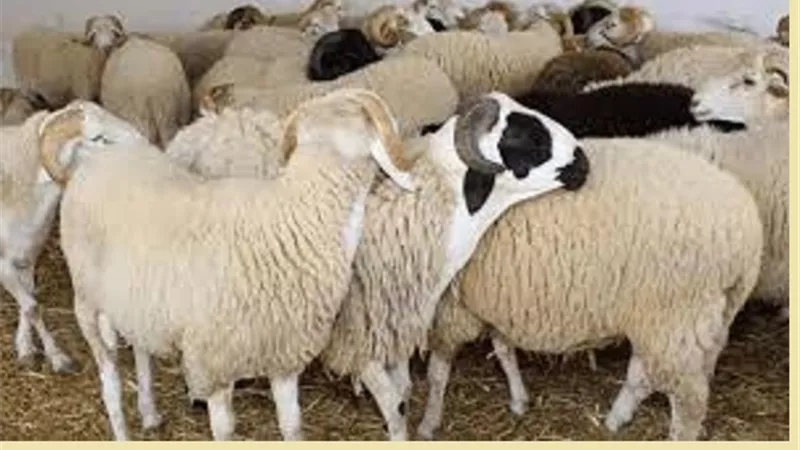 حكم تعيين الاضحية قبل العيد باسابيع وشروطها