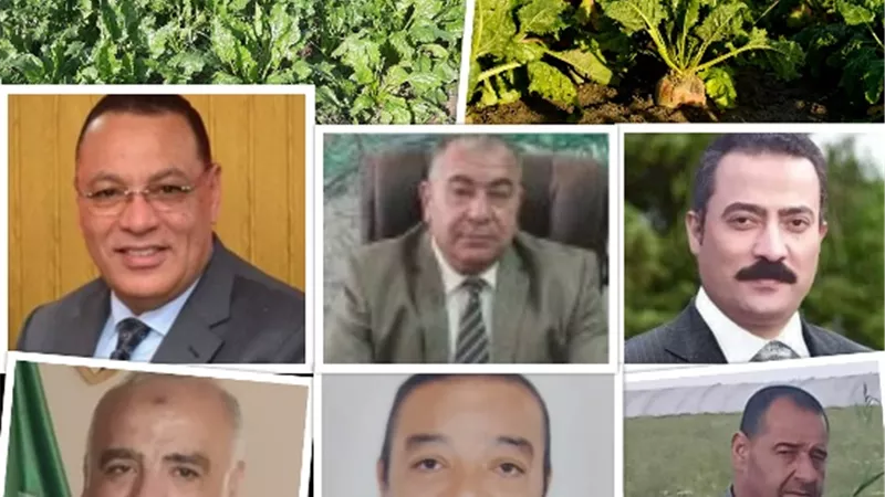 دعوة الرئيس بالتوسع فى زراعة البنجر.. تلقى قبولا كبيرا من المزارعين