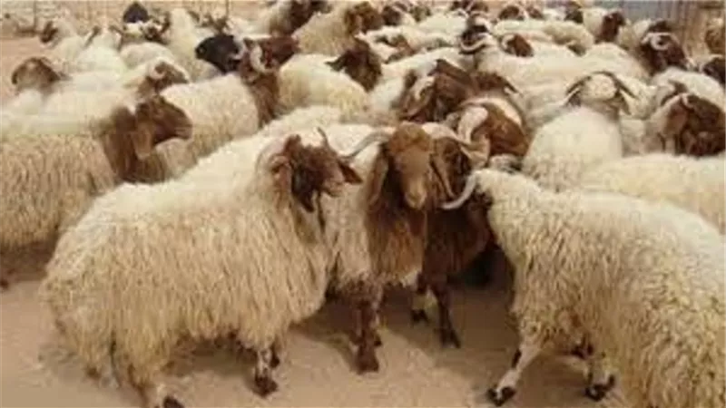 الفرق بين الأضحية والهدي