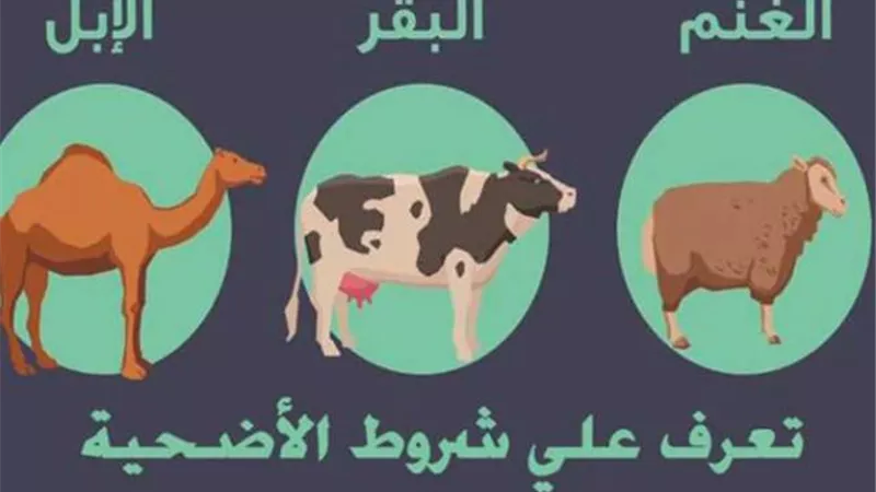 تعرف على فقه سِنّ الأضحية