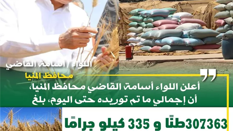 شون وصوامع المنيا تواصل استقبال القمح وتوريد 307 آلاف طن