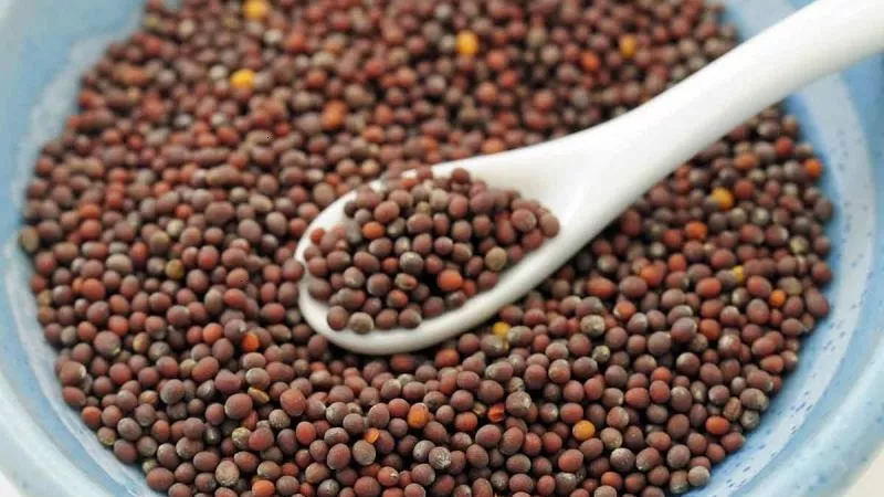 بذور الخردل .. لجمال وكثافة شعرك