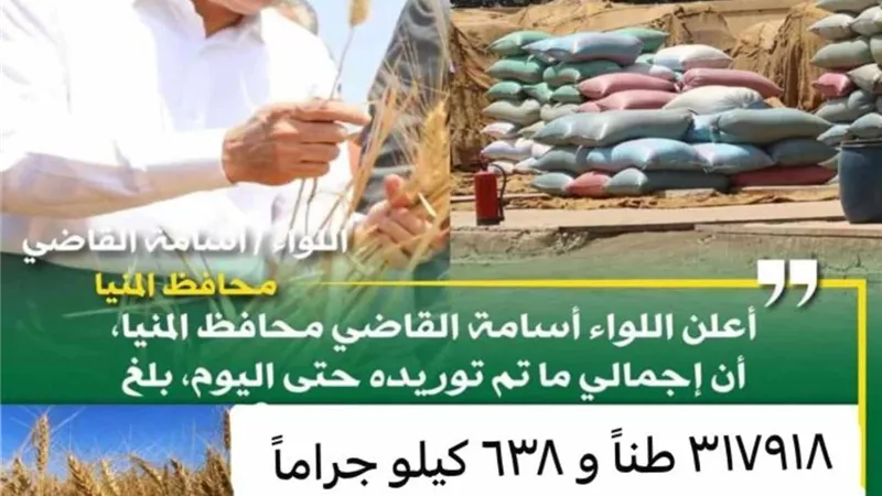 شون وصوامع المنيا تواصل استقبال القمح وتوريد 318 ألف طن