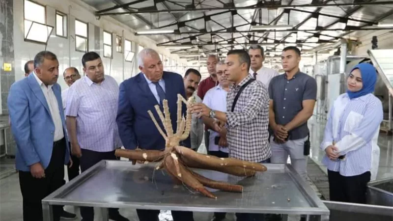 محافظ الوادي الجديد يتفقد نجاح تجربة زراعة نبات (الكسافا)