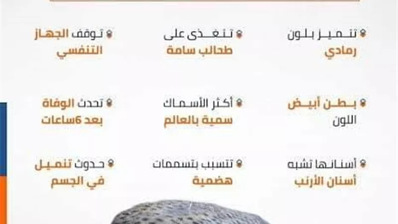 صحة سوهاج تحذر المواطنين من سمكة الأرنب السامة
