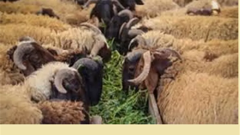 الأضحية بالهدية.. هل لها شروط؟