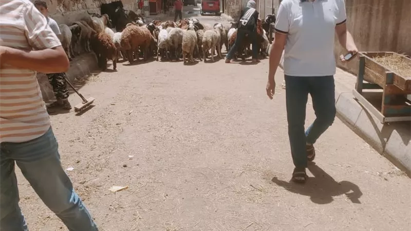 إزالة ورفع فرش أغنام بشارع الاشوان