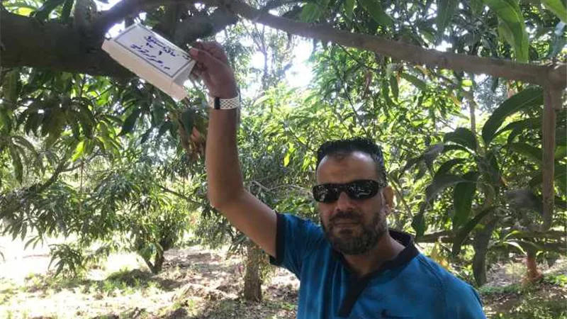 زراعة الإسماعيلية تكافح ذبابتي الفاكهة والخوخ بالمصايد و المكعبات