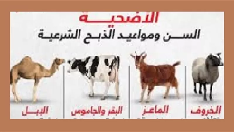 7 امورمُستحبة للمضحى فعلها بالذبيحة قبل الأضحية