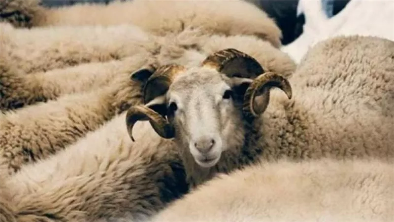 الواجب على الحاج المتمتع الذي لا يجد الهَدْيَ