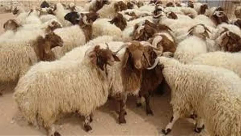 مواطن ذبح الهدى وحكم اكل الحاج منه