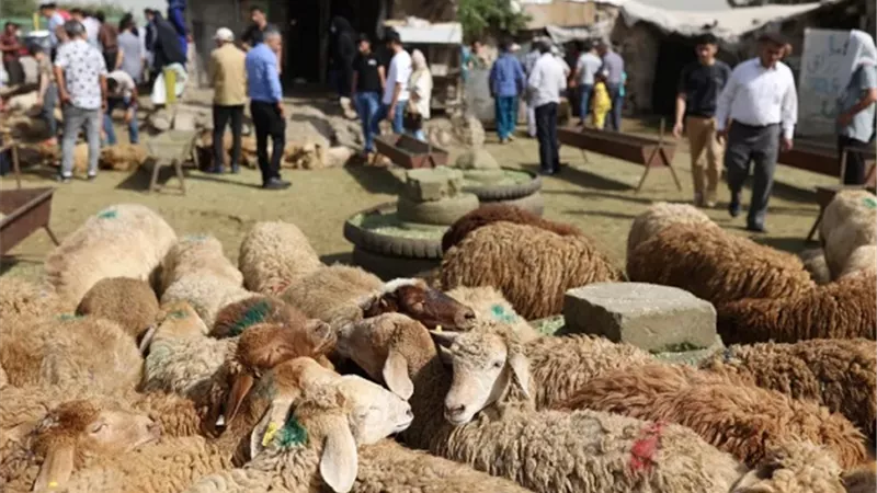 ذبح وتوزيع الاضحية قبل العيد لتلفها..هل يُجزئ المُضحى