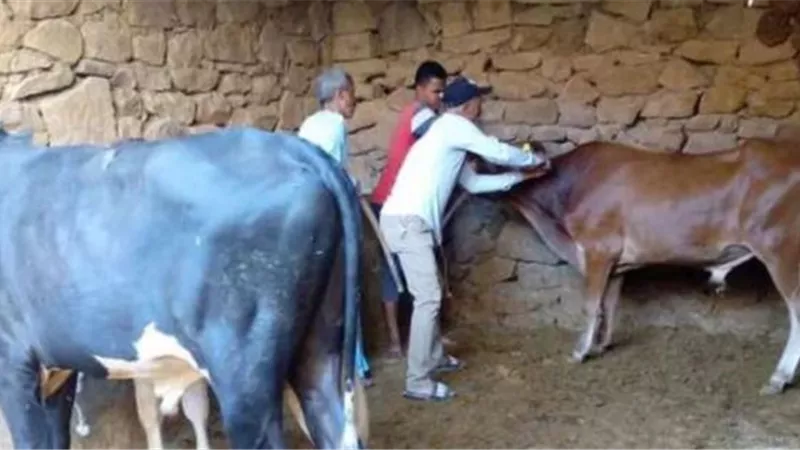 تاجر مواشي يشرع في قتل آخر بسوهاج