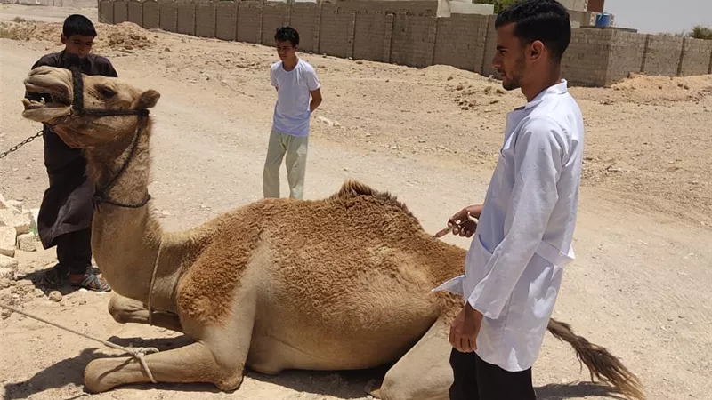 قافلة جامعة القناة الشاملة تعالج أهالي زنيمة بجنوب سيناء