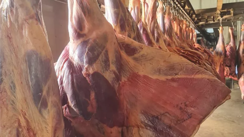 التموين: ضخ اللحوم والدواجن بتخفيضات 20 ٪ عن الأسواق بمنافذ