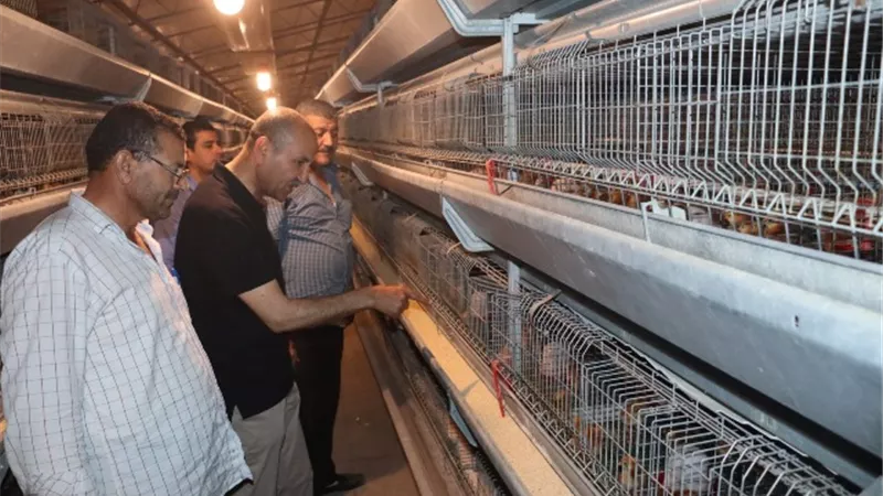 سكرتير بنى سويف المساعد يتفقد العمل بمشروعات الدواجن