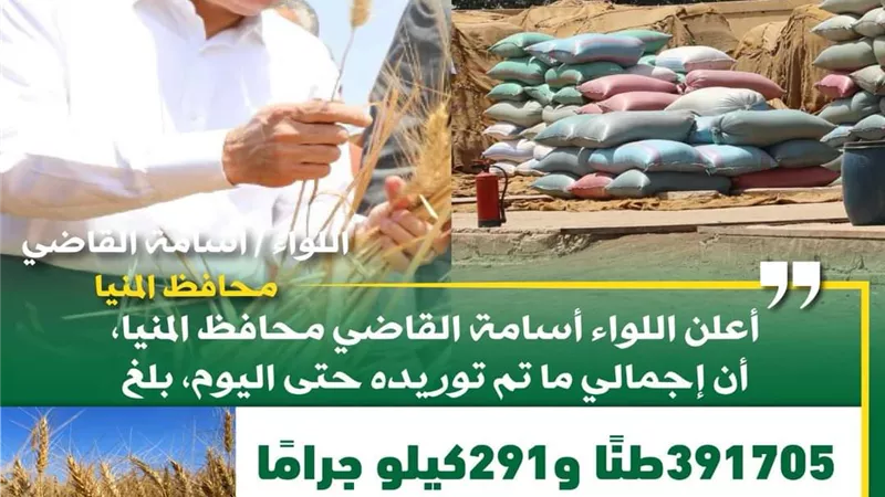 شون وصوامع المنيا تواصل استقبال القمح وتوريد 391 ألف طن