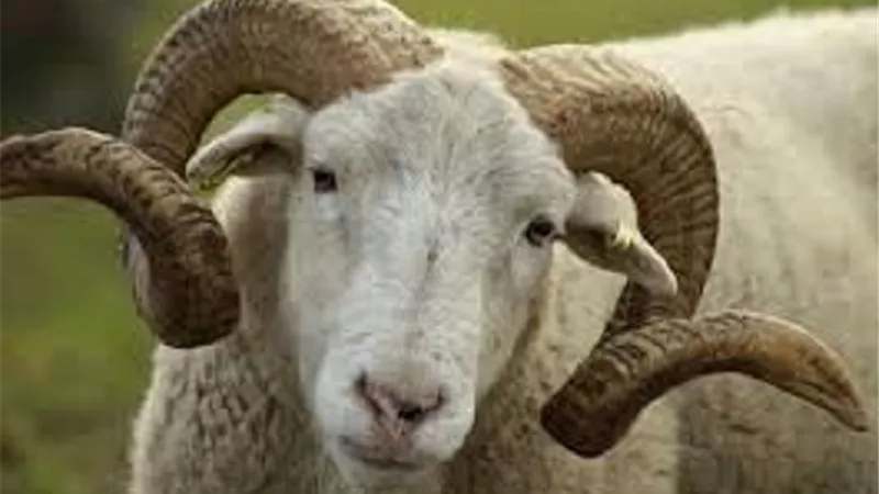 منها الشروط وحكم ذبح وليدها ..5 احكام هامة عن الاضحية