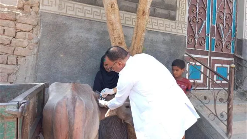 علاج وفحص 553 رأس ماشية في قافلة بيطرية بقنا