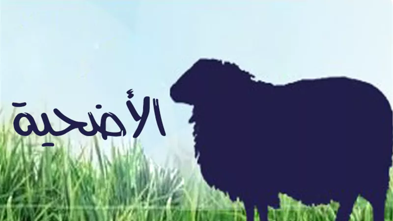 تعدد النوايا فى الأضحية..هل يؤثر فى صحتها