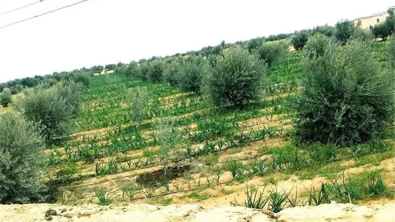 نجع 