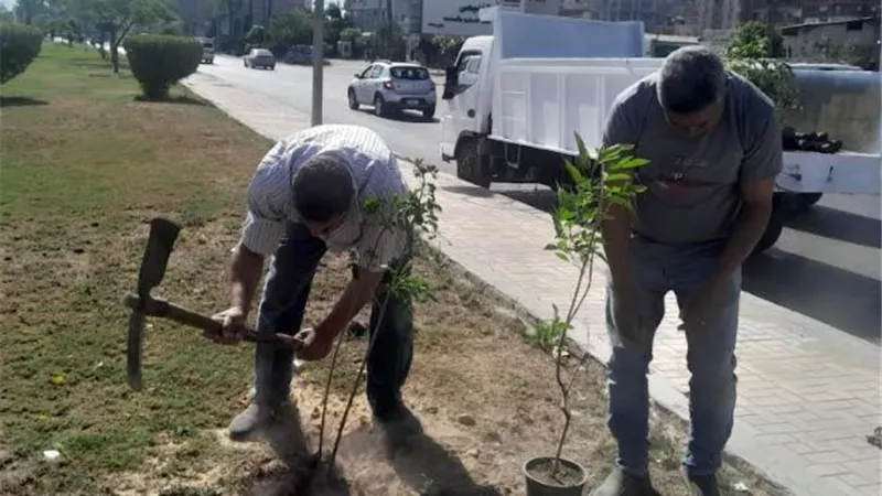زراعة 311 ألف شجرة بالإسكندرية