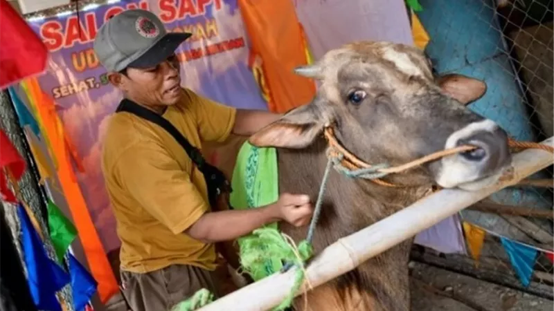 تدليل الأبقار قبل الذبح .. 