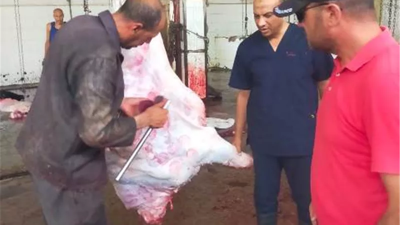 تحرير 145 محضر بإجمالي مضبوطات 9011 كيلو لحوم غير صالحة