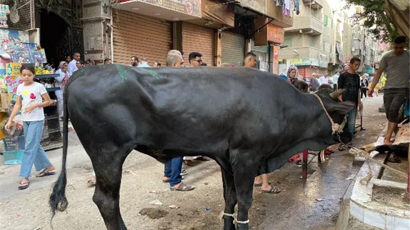محافظ الجيزة يُعلن حظر ذبح الأضاحي بالشوارع.. وفتح المجازر مجانا طوال أيام العيد