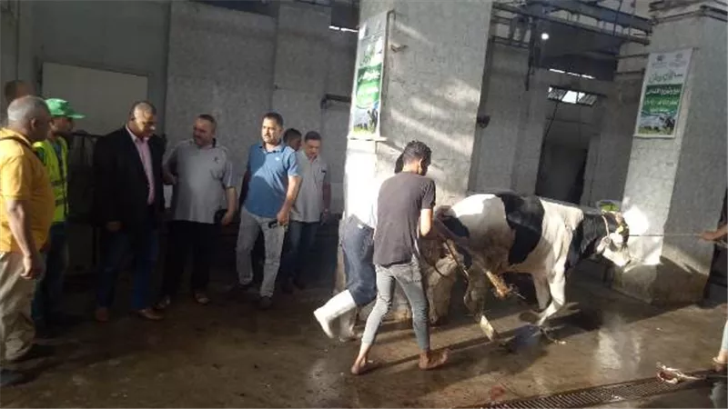 النمر : ذبح 35 رأس ماشية خلال أيام عيد الأضحى بأشمون