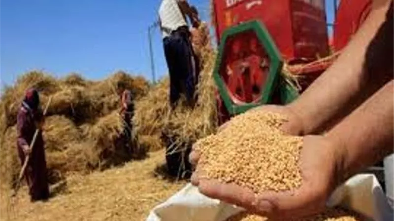 التموين:توريدات القمح المحلي تقترب من 3.6 مليون طن والموسم مستمر