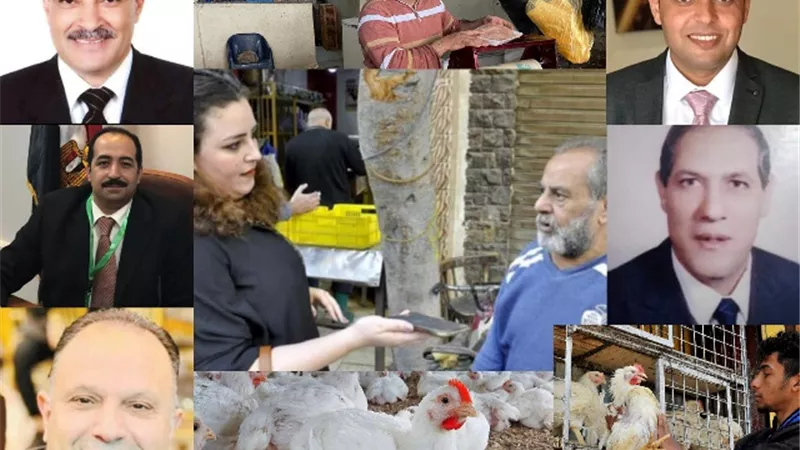 ماذا يحدث فى سوق الدواجن ؟!!