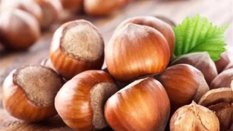 بندق