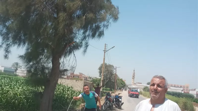 سقوط شجرة تسبب في انقطاع الكهرباء على قرية ريدة بالمنيا