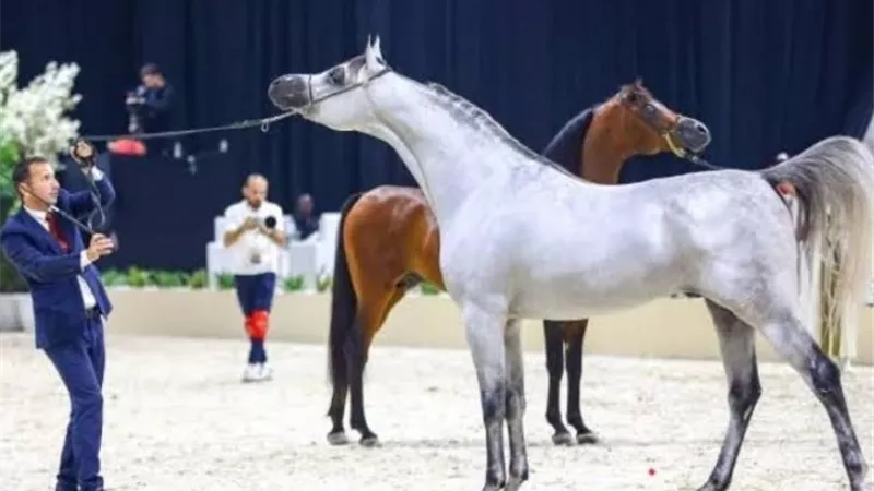 انطلاق البطولة السادسة لكأس الإمارات العالمي لجمال الخيل العربية