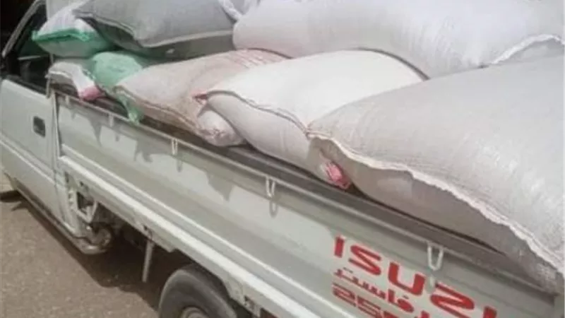 توريد ٦١٠٣٦٣طن ذهب أصفر لشون وصوامع الشرقية