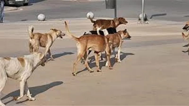 الواجب الشرعى على من اراد قتل الكلاب الضالة المؤذية