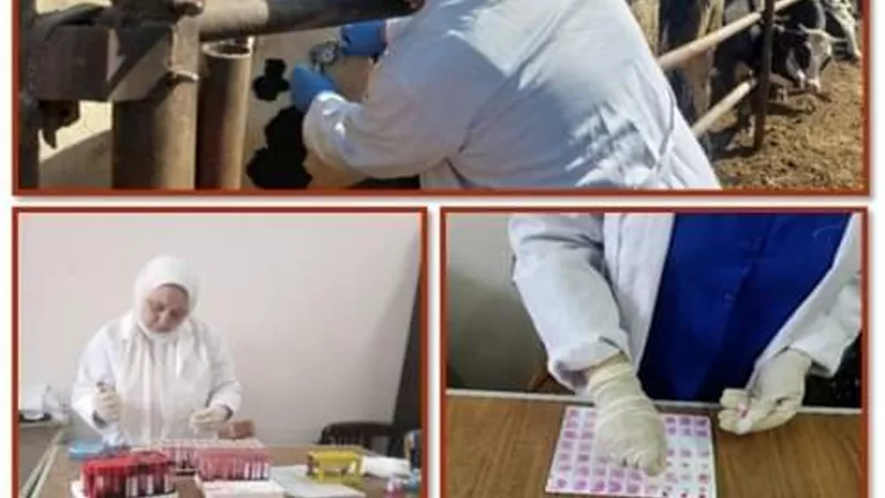 فحص ٢١٧٤ رأس ماشية ضد البروسيلا و١٩٢٤ آخرين ضد السل البقري بالشرقية