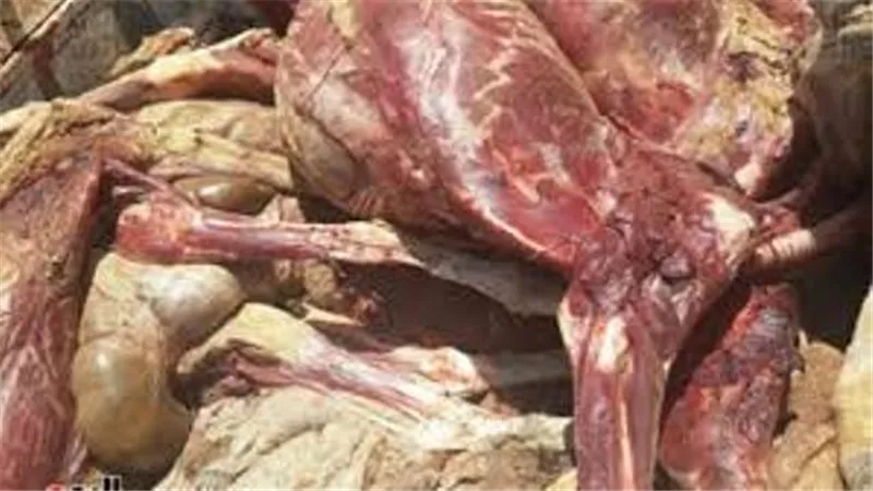 تموين أسيوط تضبط لحوم فاسدة بالغنايم..صور