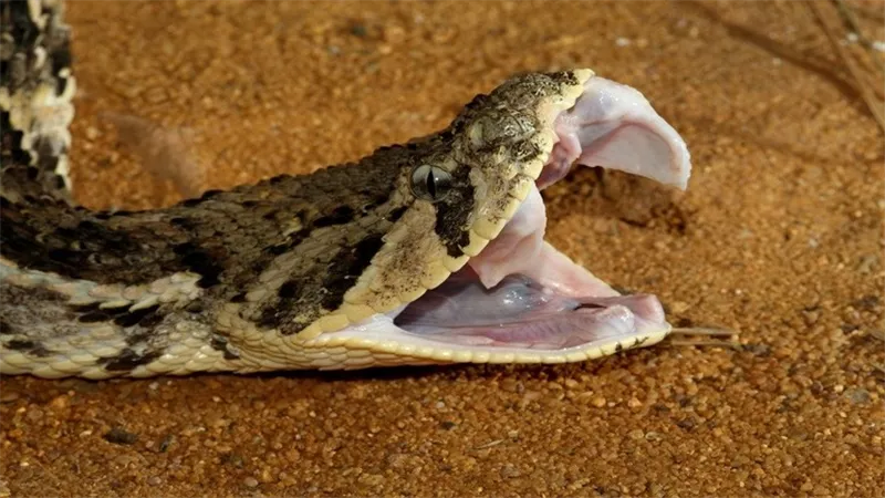 ما الذي يجب عمله في حال التعرض للدغة أفعى؟