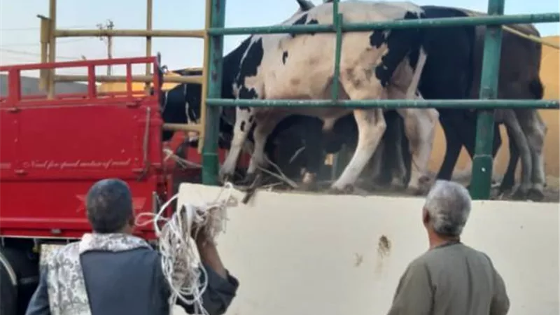 نقابة الفلاحين تعلن نفاد الكميه المطروحه من عجول الاضاحي