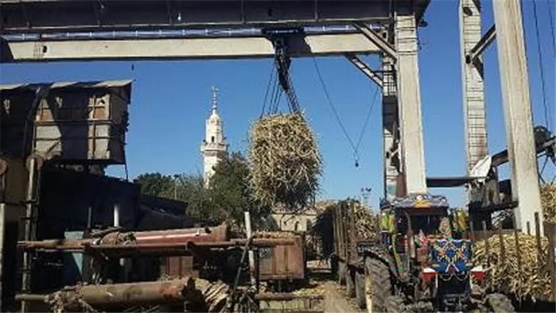 مزارعو القصب بالأقصر يطالبون شركة السكر وجمعيات الإصلاح الزراعى بصرف مستحقاتهم