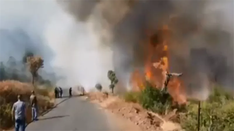 النيران تلتهم غابات الجزائر