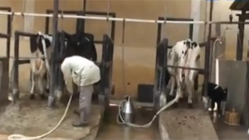 جامعة الزقازيق تطرح ألبان وبيض المائدة ولحوم الأرانب خلال عيد الأضحي