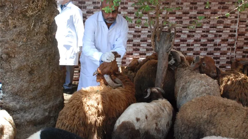 الزراعة تنظم حملات مكثفة على شوادر وأماكن بيع الأضاحى